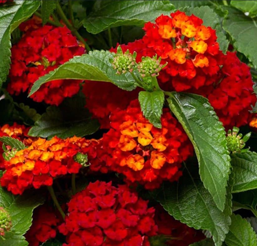 Summer at the bench — lantanas, bold combinations, and patio plants