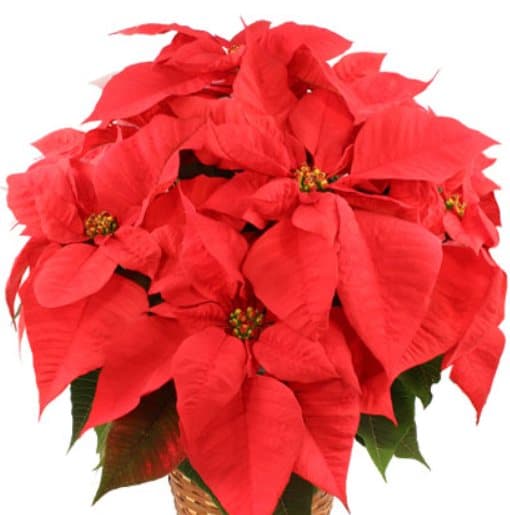 Winter at the bench — poinsettias, fresh greens, garland, and wreaths