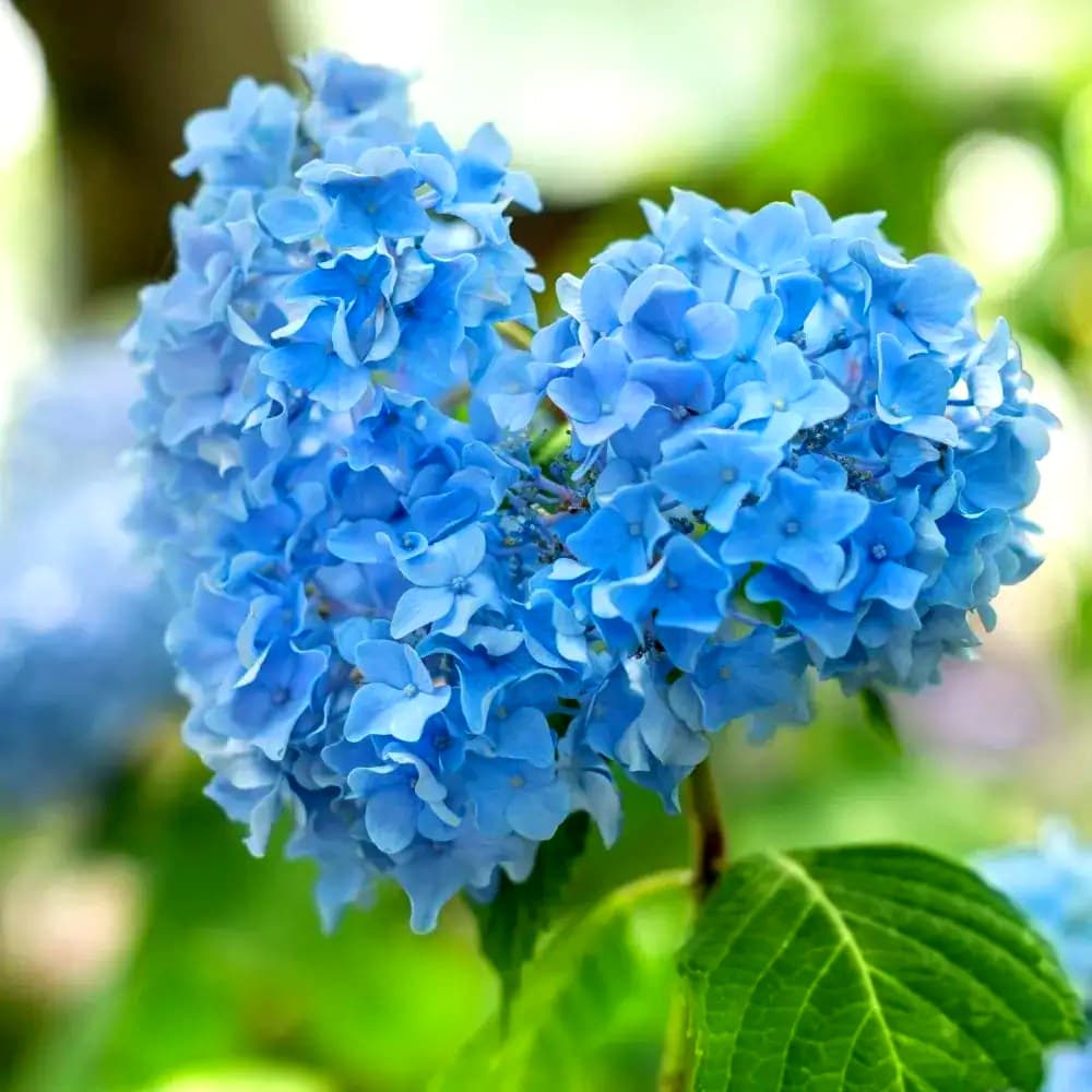Hydrangea Blue in full bloom