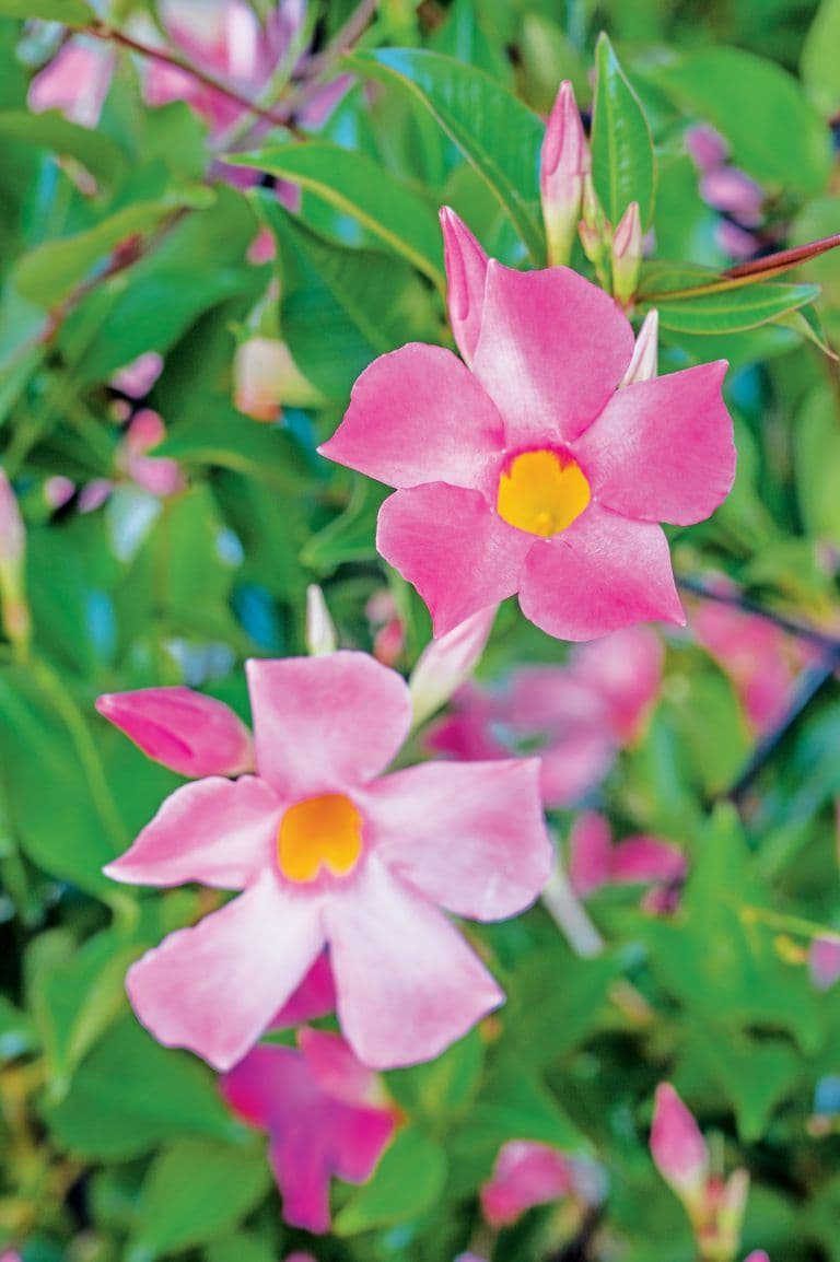 Mandevilla Hoop SunParasol Pretty Pink