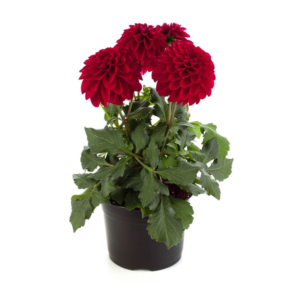 Dahlia Labella Grande Red