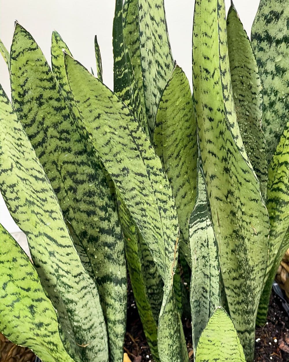 Sansevieria Zeylanica