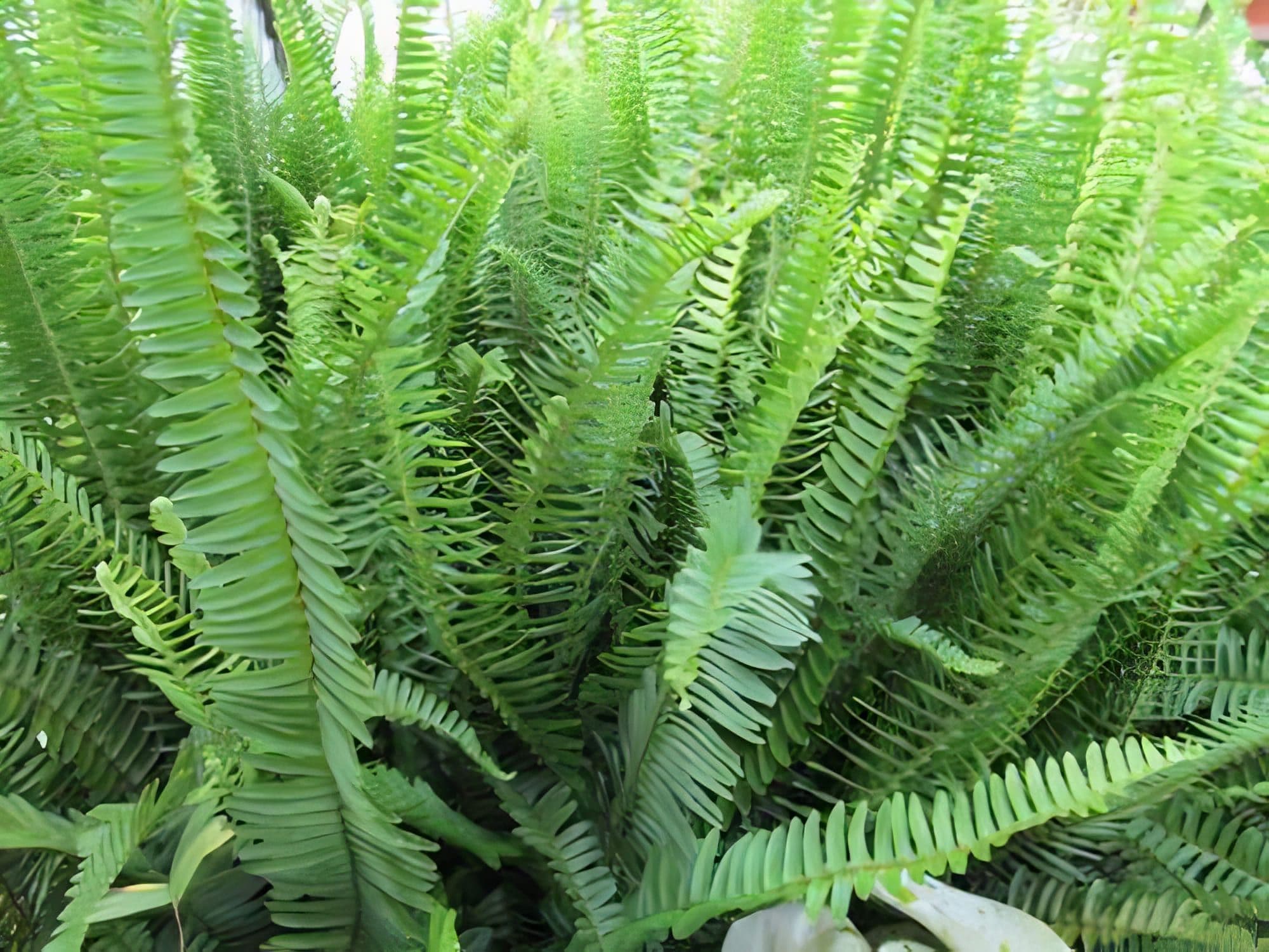 Fern Emerald Queen