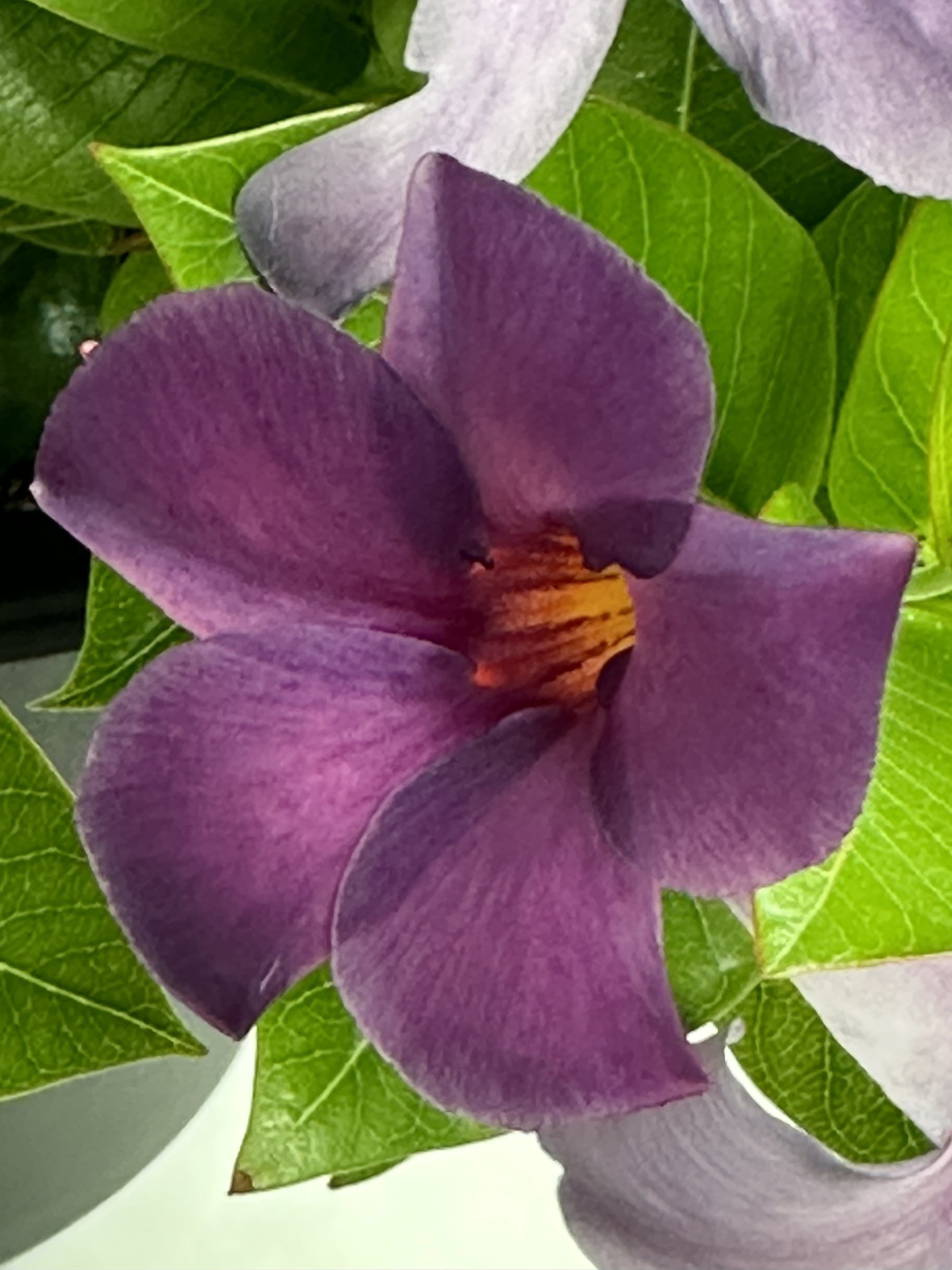 Mandevilla Sun Parasol Original XP Bluephoria