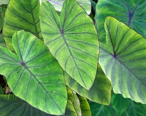 Colocasia Royal Hawaiian Blue Hawaii
