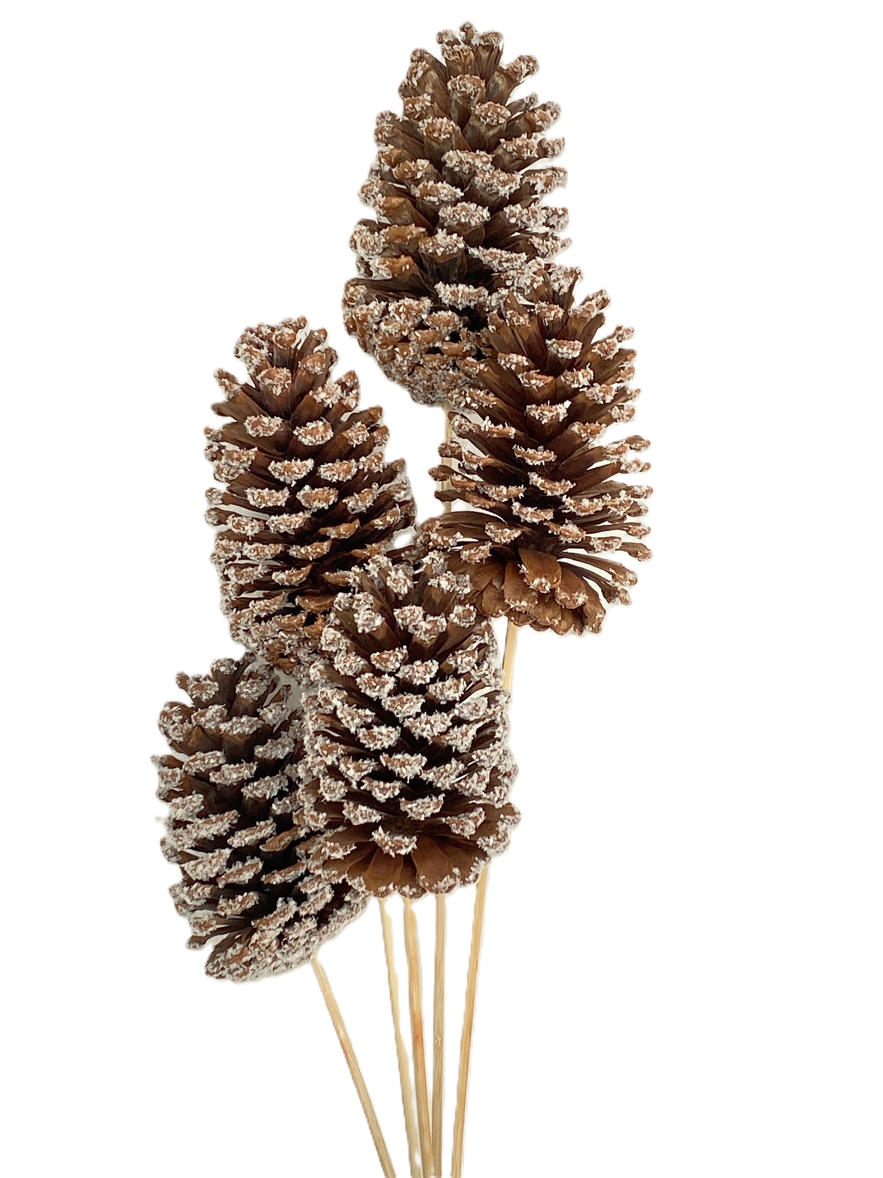 Pine Cone Reg Snow