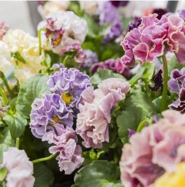 Pansy Elegance Antoinette