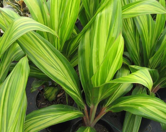 Cordyline Lemon Lime