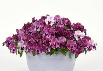 Pansy Top Wave Pink Shades