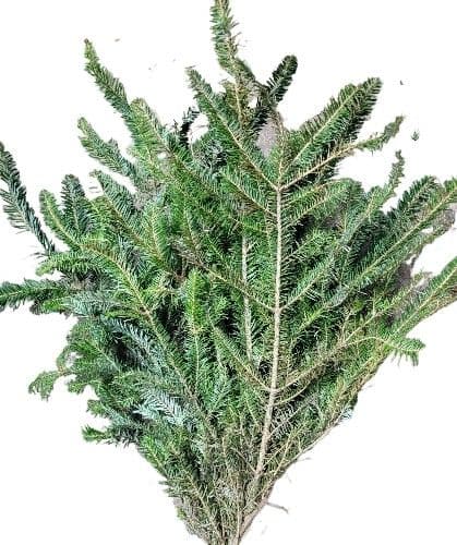 Fraser Fir Bunch