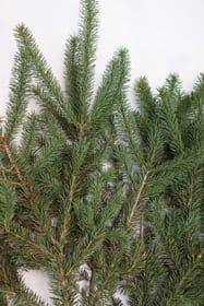 Norway Spruce Bale