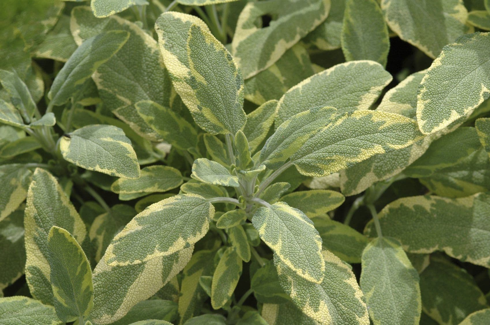 Sage Golden