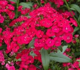 Dianthus Jolt Cherry
