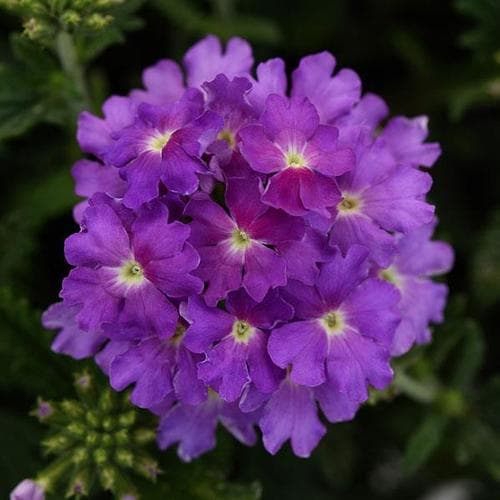 Verbena Cadet Lavender Blue