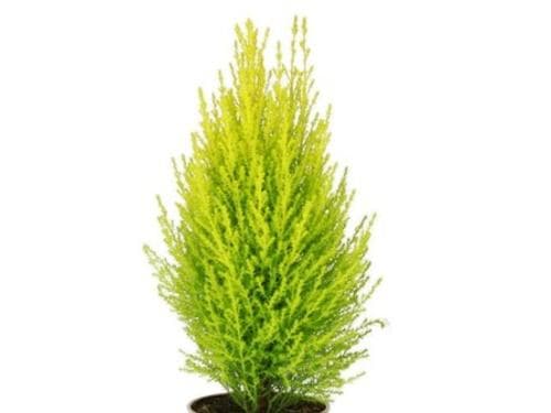 Cypress Lemon