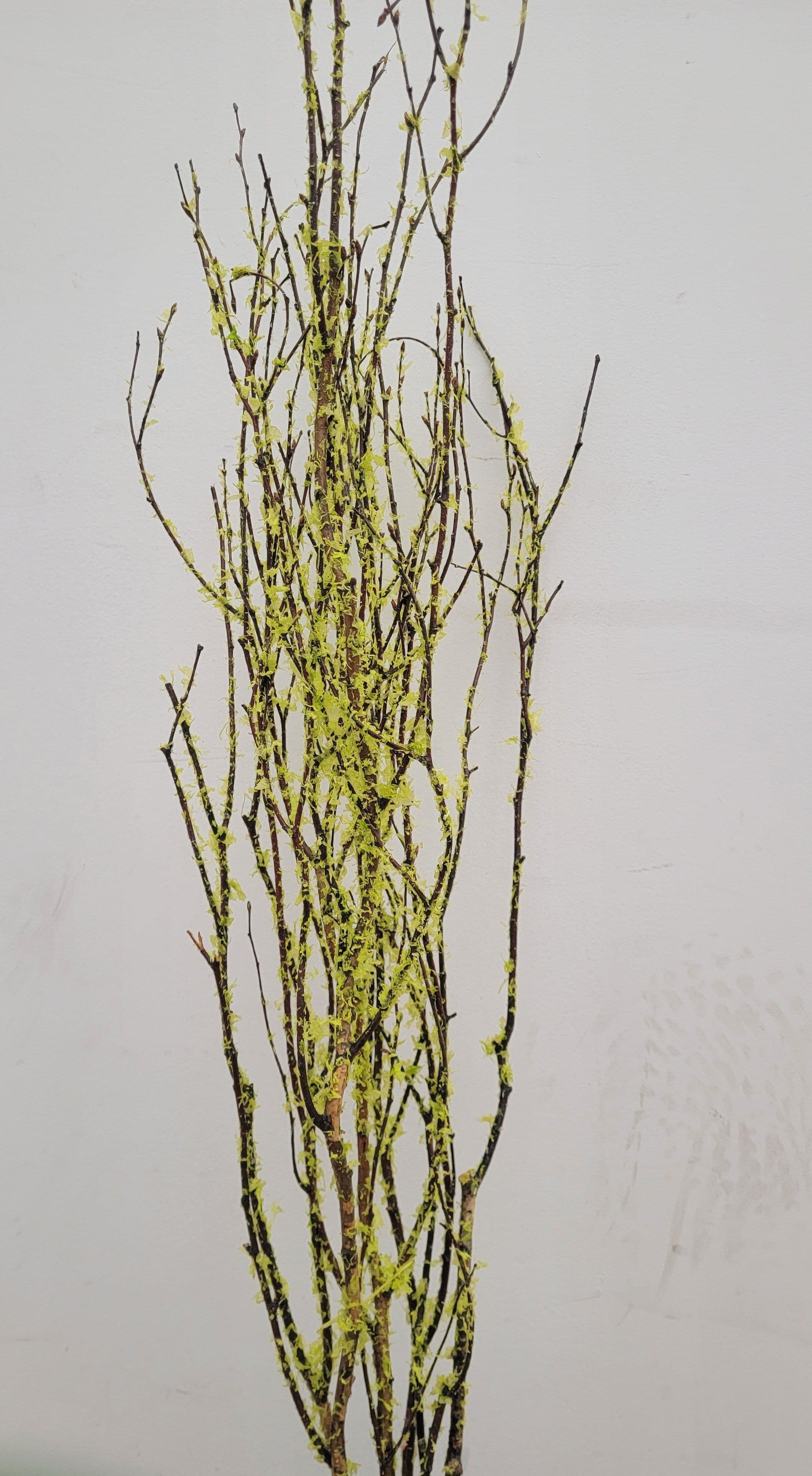 Birch Large Flocked Chartreuse 36"-48"