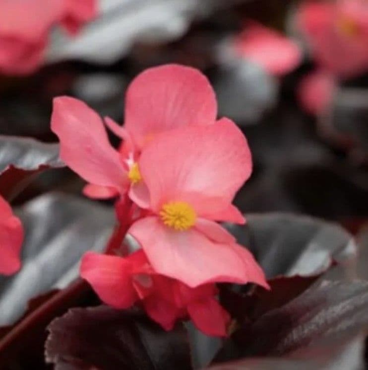 Begonia Whopper Rose w/ Espresso Leaf