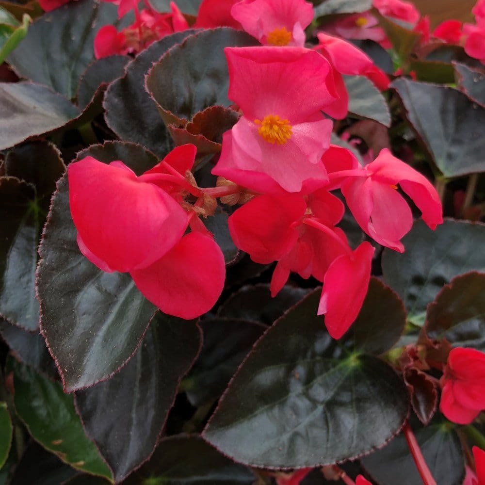 Begonia Big Rose w/ Dark Leaf