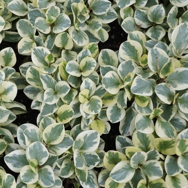 Peperomia Citrus Twist
