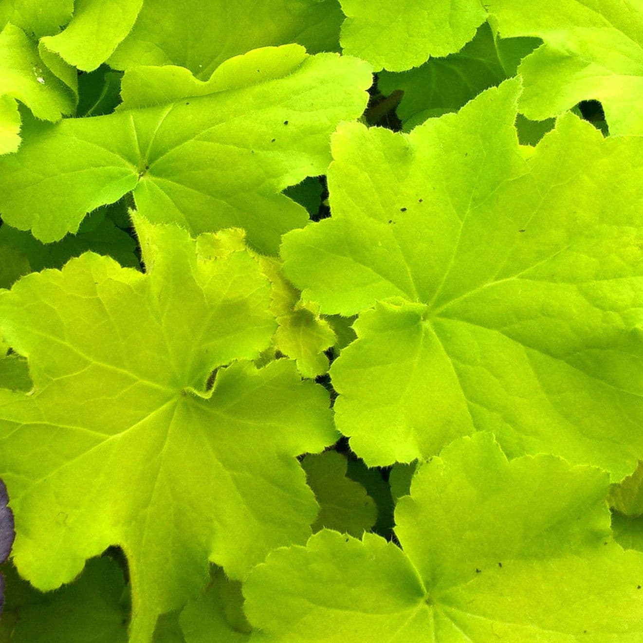 Heuchera Guacamole