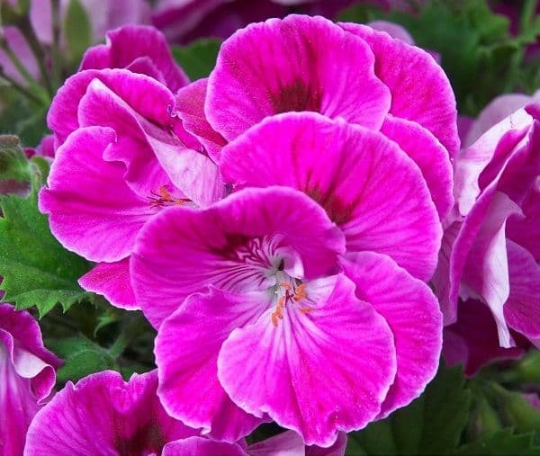 Geranium Regal Lilac Sachet