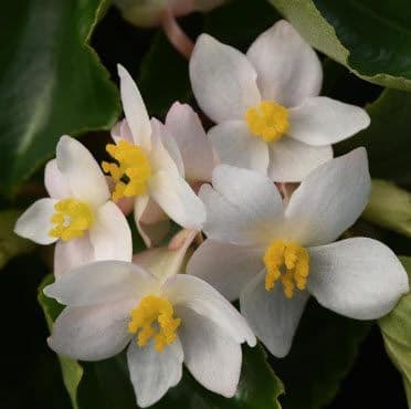 Begonia Dragon Wing White