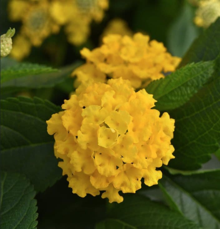 Lantana Lucky Yellow