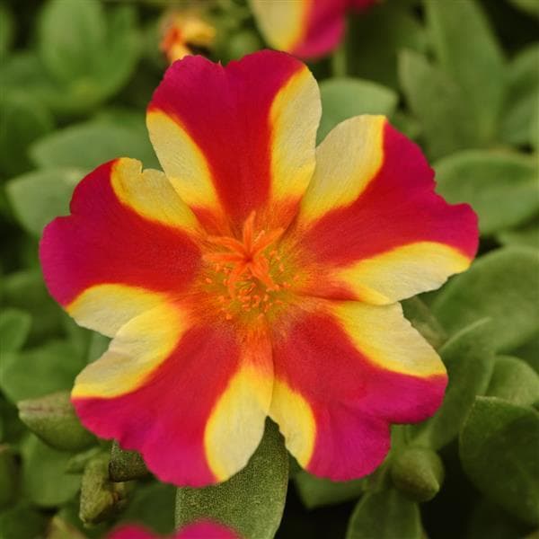 Portucula Rio Grande Raspberry Lemonade