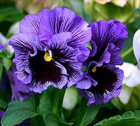 Pansy Frizzle Sizzle Blue