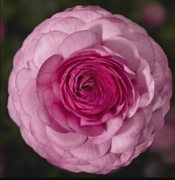 Ranunculus Sprinkles Light Pink