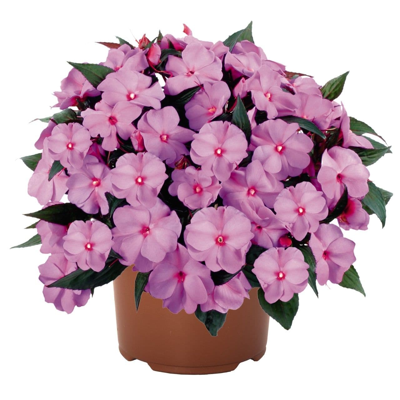Impatiens NG Petticoat Lavender
