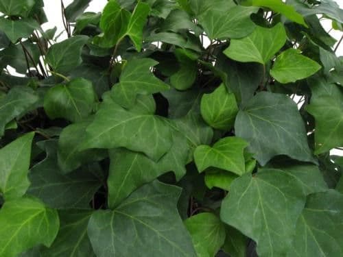 Ivy Algerian Green