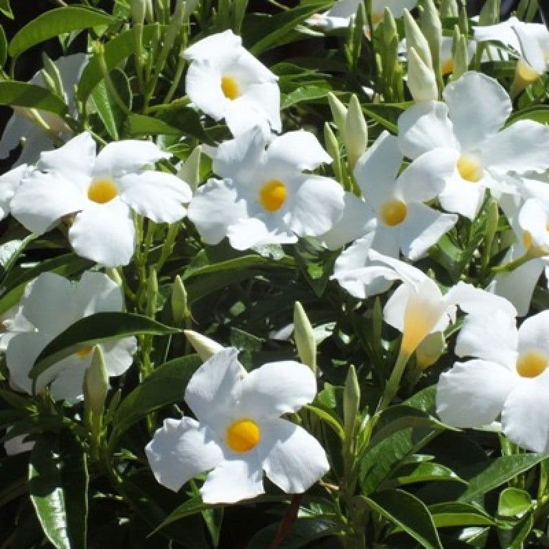 Mandevilla Teepee SunParasol Giant White