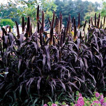 Pennisetum Millet Purple Baron
