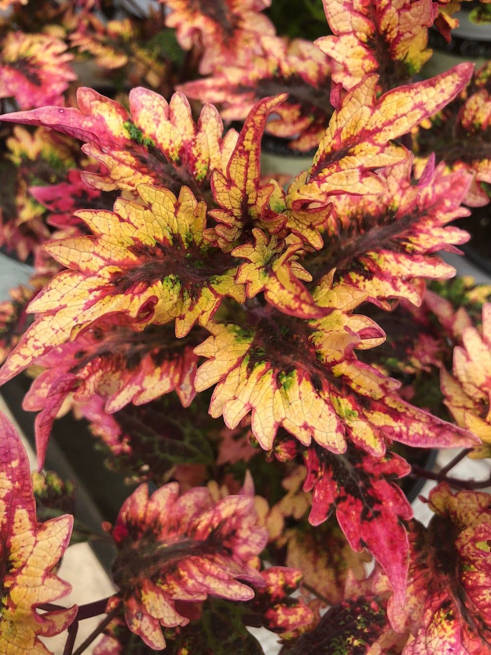 Coleus Under The Sea Barracuda