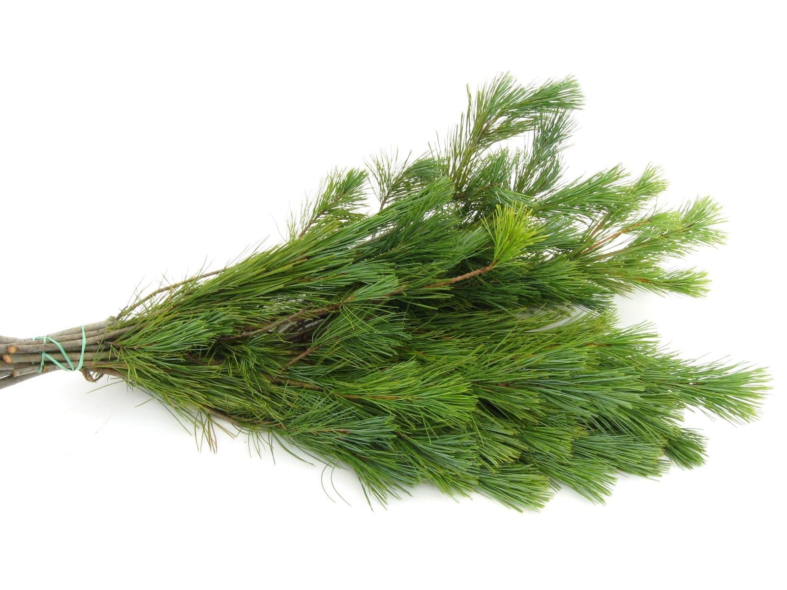Princess Pine Bale