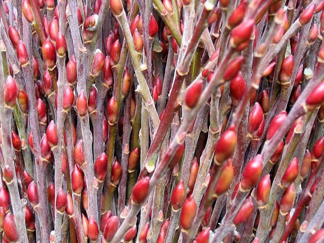 Red Bud Willow Medium 48"-60"