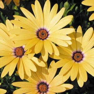 Osteospermum Margarita Yellow