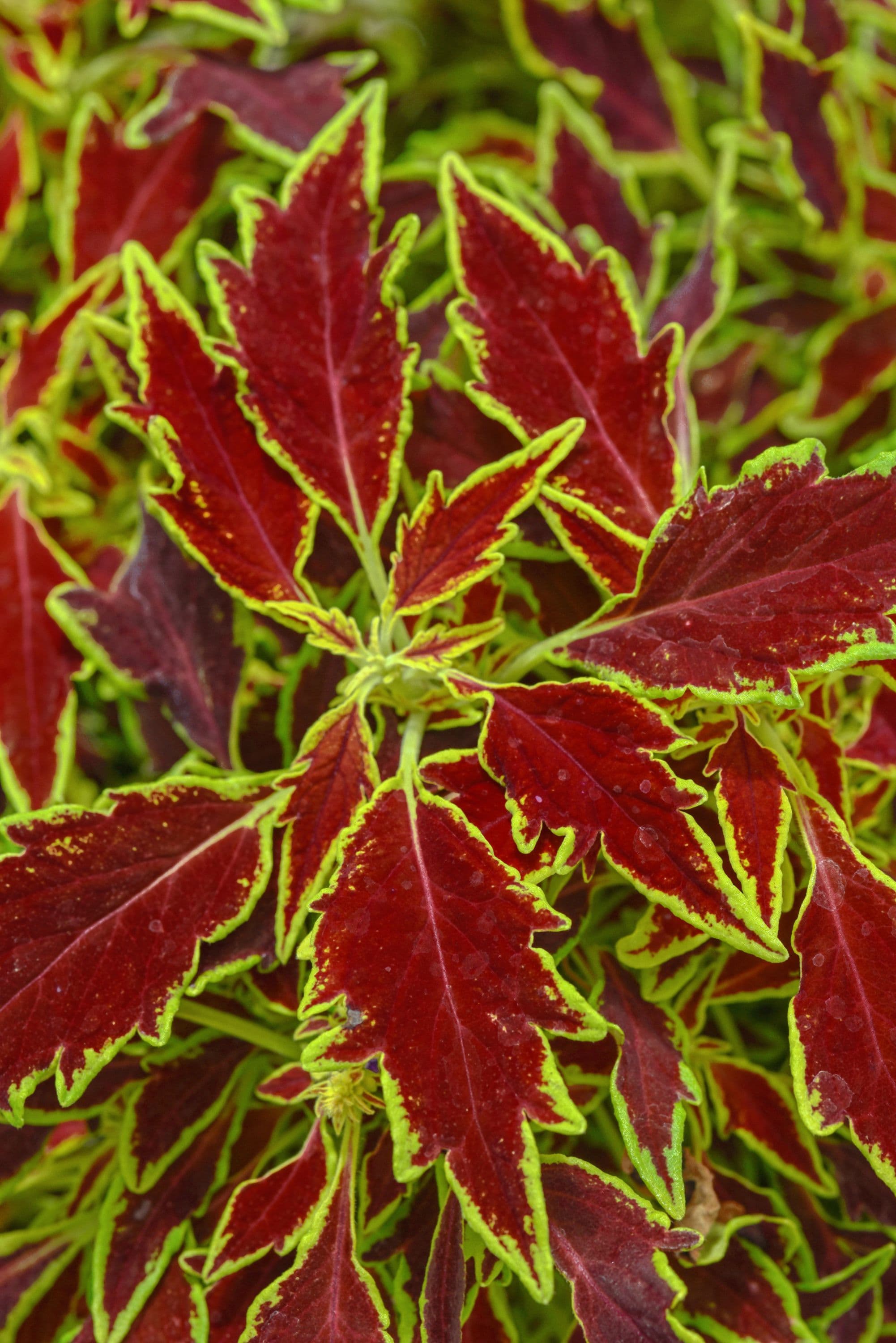 Coleus Flamethrower Serrano