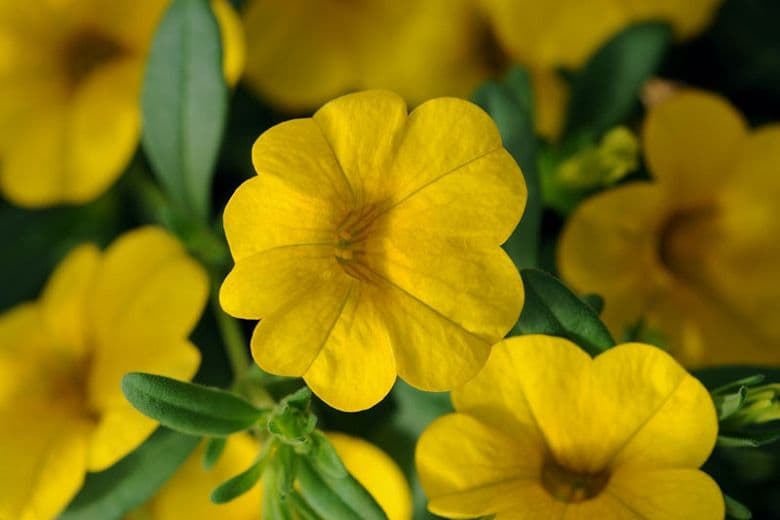 Calibrachoa Cabaret Deep Yellow
