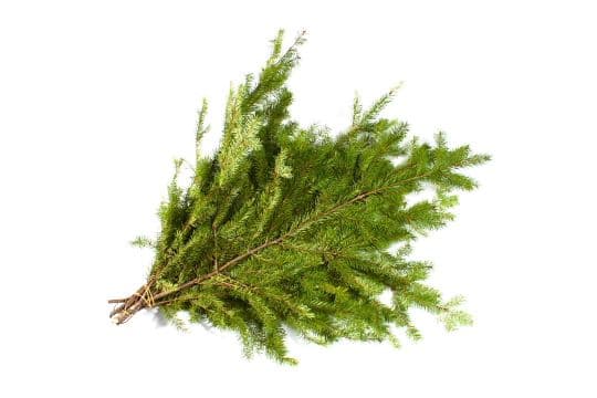 Douglas Fir Bunch