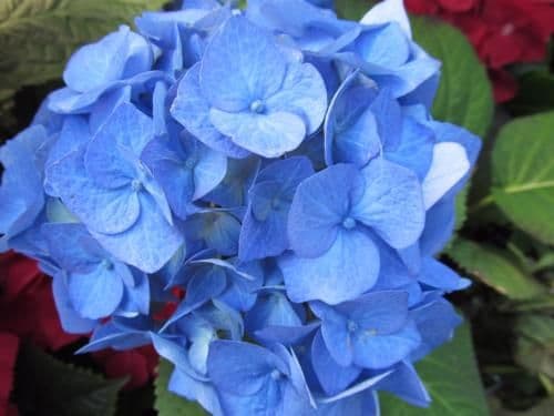 Hydrangea Blue