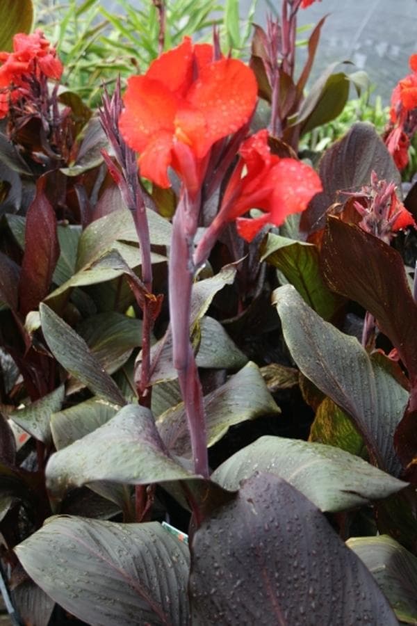 Canna Tropicanna Black