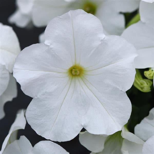 Petunia E3 Easy Wave White
