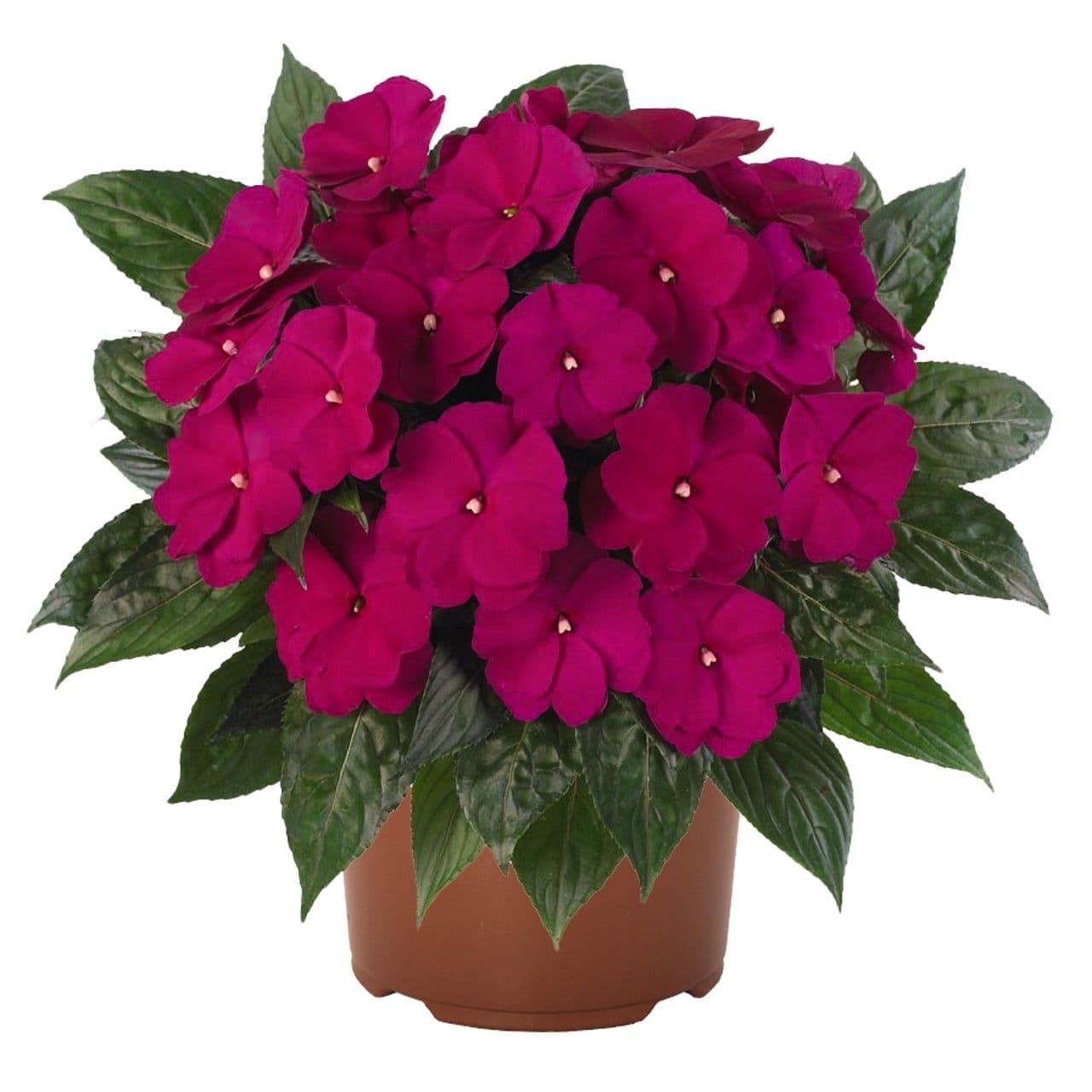 Impatiens NG Petticoat Purple