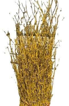 Birch Large Painted Yellow 40"-48"