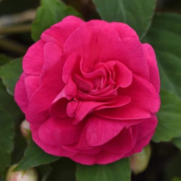 Impatiens Glimmer Hot Pink