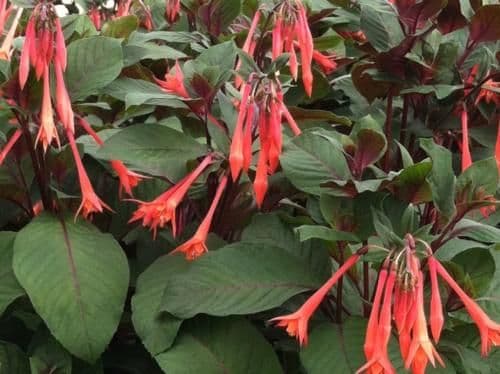 Fuchsia Gartenmeister Salmon