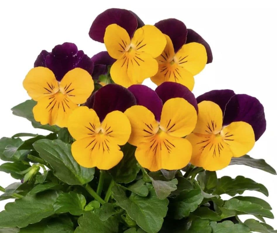 Pansy Penny Orange Jump Up