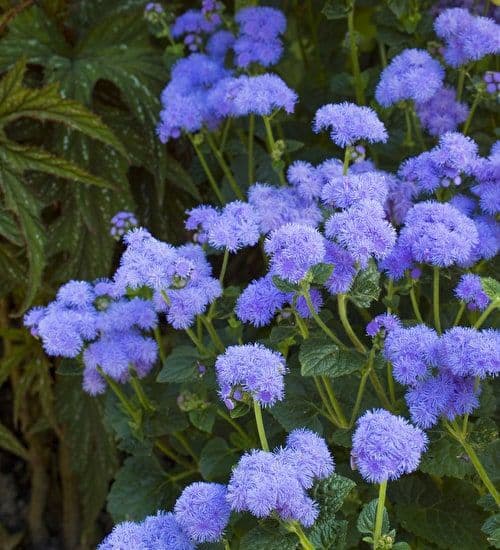 Ageratum Blue Horizon